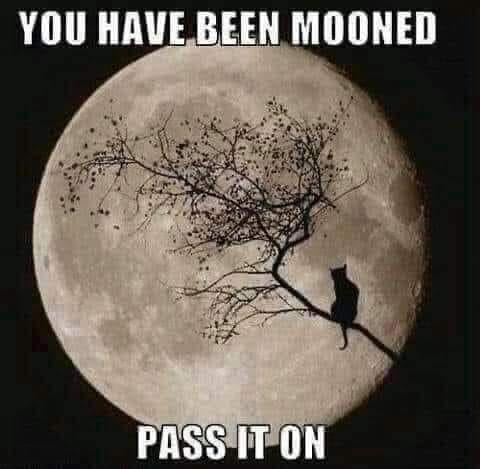 In case you missed the full moon tonight!
#fullmoon #moonhumor #wheresmywolf