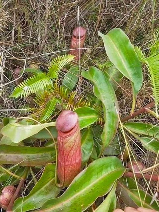 Went hiking in the woods yesterday and luckily found myself a seat… AKA “Penis Fly Trap”