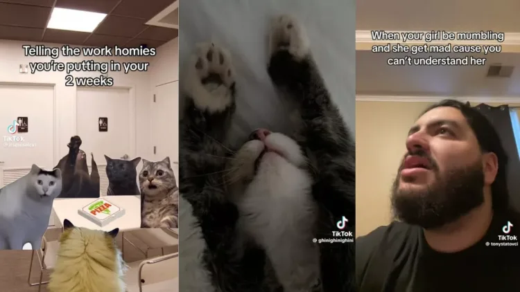 Memes I Watch With My Pets – video