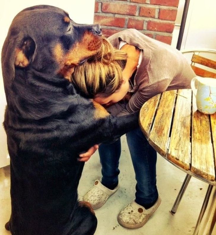 Dog comforting human