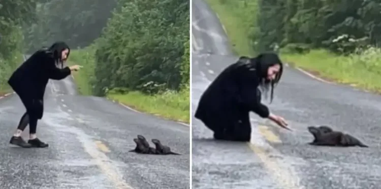 Woman’s Heart-stopping Encounter With Abandoned Baby Otters on a Rainy Road