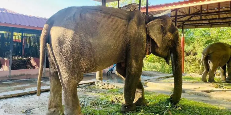 Unshackled After Eight Decades: The Resilient Tale of an Abused Elephant’s Freedom and Recovery