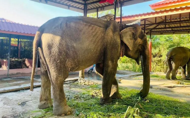 Unshackled After Eight Decades: The Resilient Tale of an Abused Elephant’s Freedom and Recovery