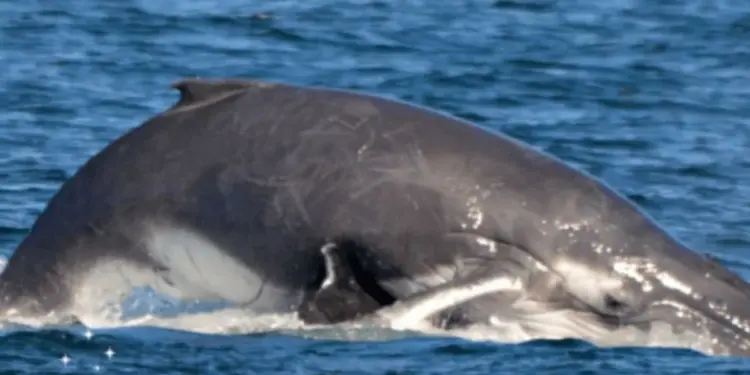 Unexpected Heroes Emerge to Save a Mother and Her Calf from a Perilous Predicament