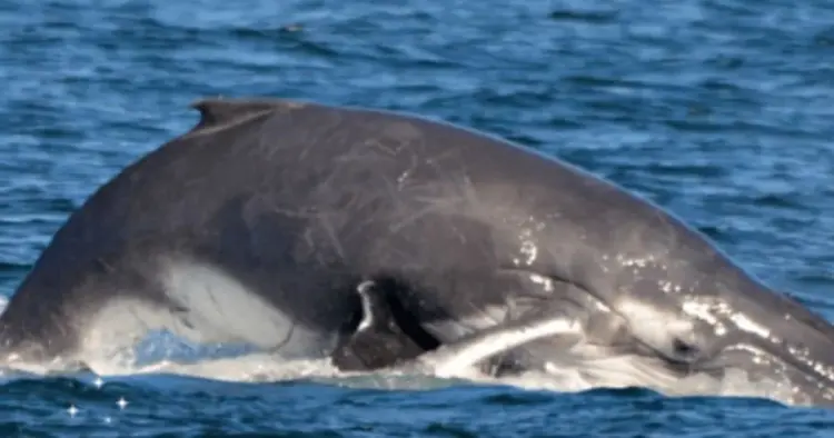 Unexpected Heroes Emerge to Save a Mother and Her Calf from a Perilous Predicament