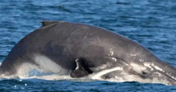 Unexpected Heroes Emerge to Save a Mother and Her Calf from a Perilous Predicament