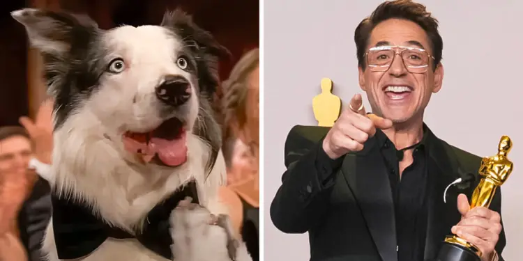 The Internet Warms Up to Messi the Dog’s Applause for Oscar Winner Robert Downey Jr.