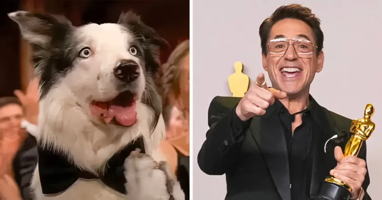 The Internet Warms Up to Messi the Dog’s Applause for Oscar Winner Robert Downey Jr.