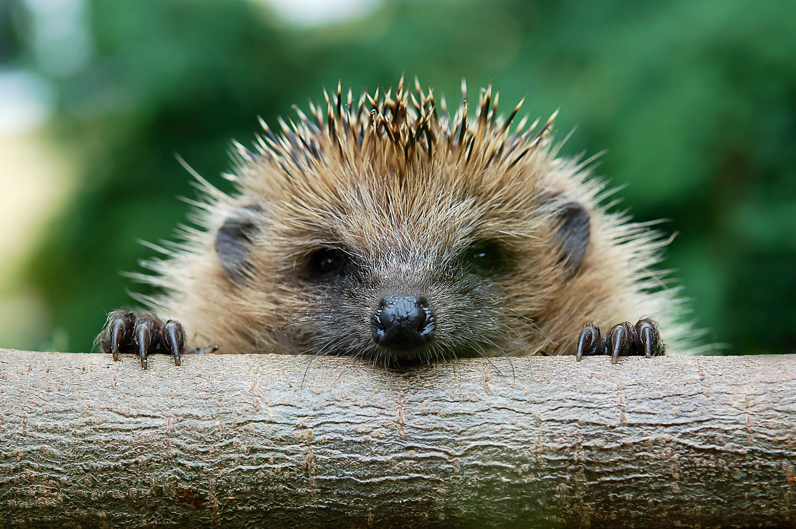 Hedgehog closeup