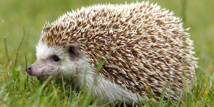 Why You Shouldn’t Bury a ‘Dead’ Hedgehog You Find in Winter