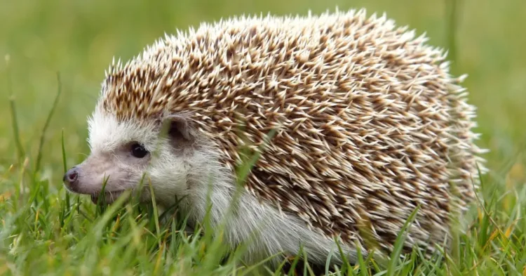 Why You Shouldn’t Bury a ‘Dead’ Hedgehog You Find in Winter