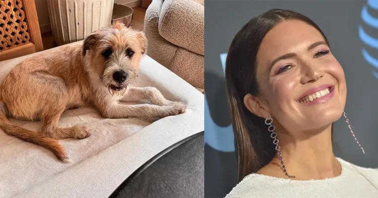 Actress Mandy Moore’s Unexpected Delight: Rescuing a Street Stray