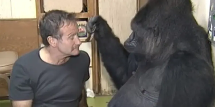 Gorilla grieving death of friend didn’t laugh in four months, then Robin Williams did this