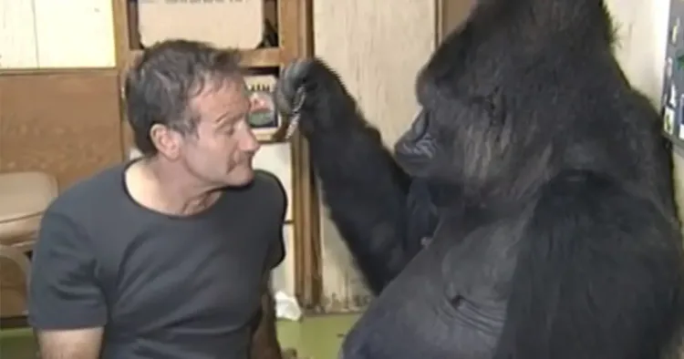 Gorilla grieving death of friend didn’t laugh in four months, then Robin Williams did this