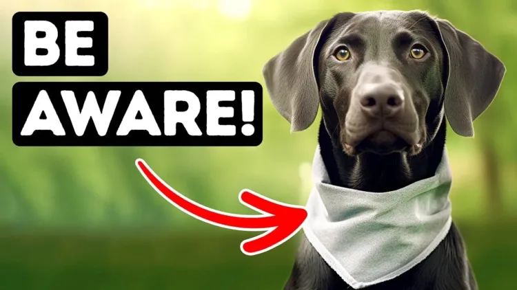 If a Dog Is Wearing This Bandana, Stay Away – video