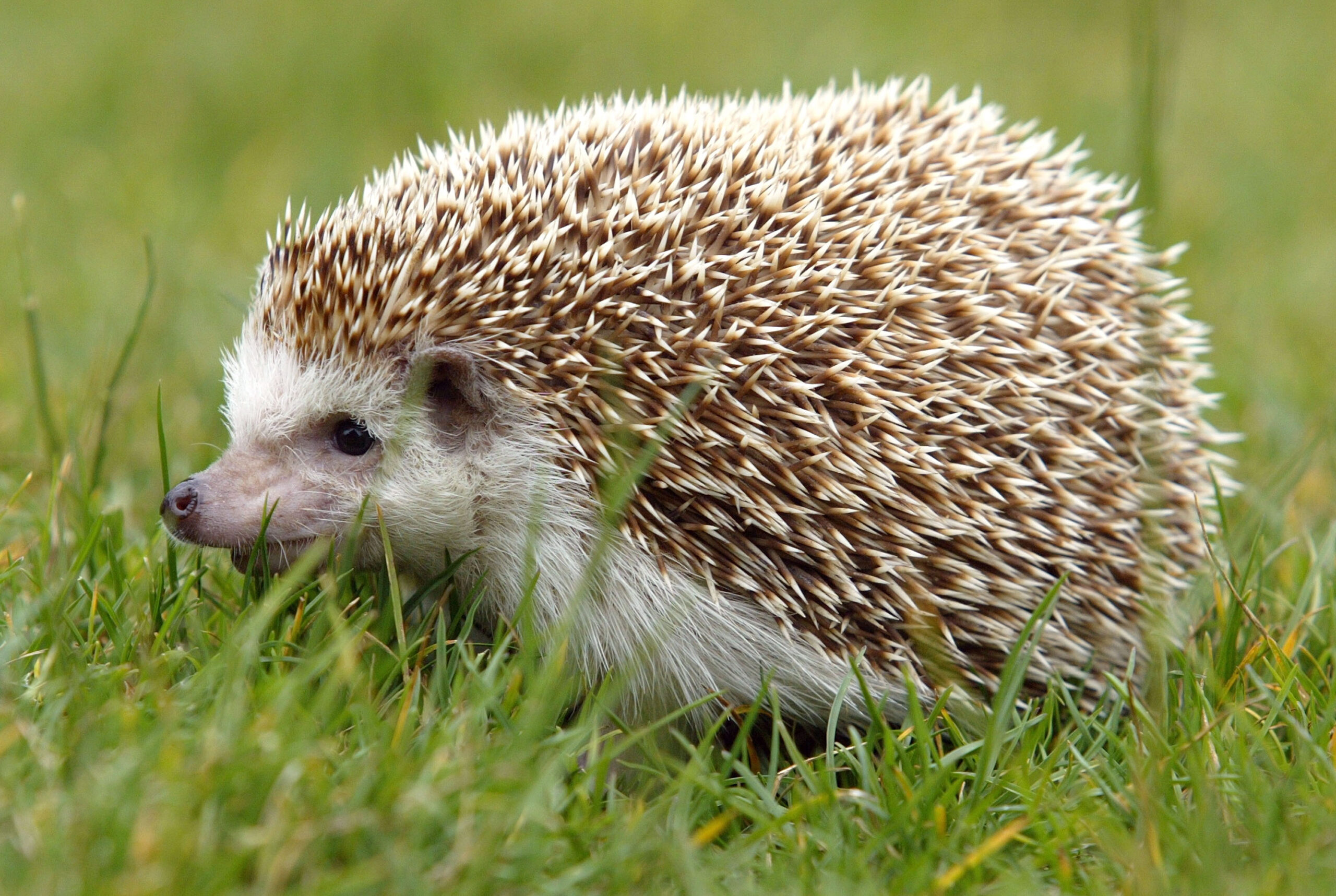 Hedgehog in winter