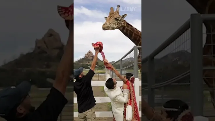 I’ll take that… 🦒 – video