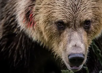 Pennsylvania woman almost scalped by ‘aggressive’ momma bear