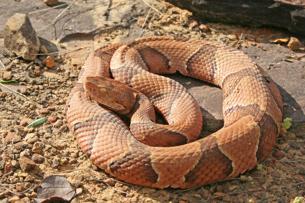 A copperhead snake