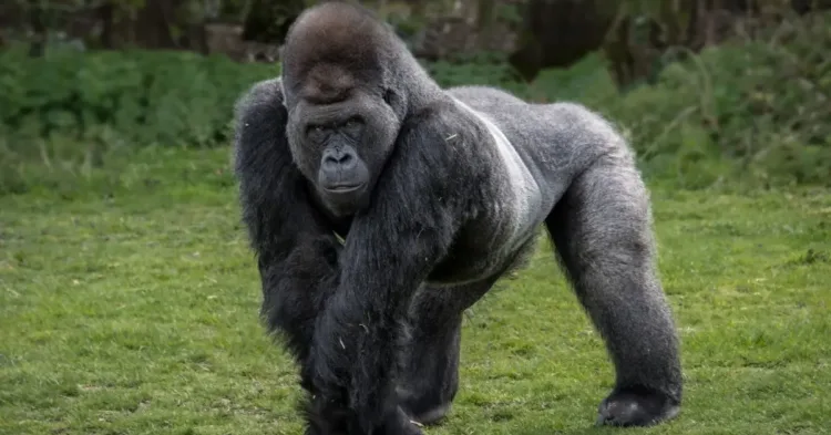 Gorillas at the zoo teach visitors about the birds and the bees