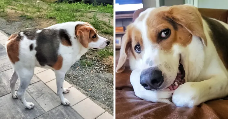 A Dog Born With Only Half a Spine and No Neck Makes the Whole Internet Want to Adopt Him