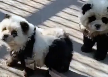 People outraged as “panda” exhibit at Chinese zoo actually dogs dyed black and white