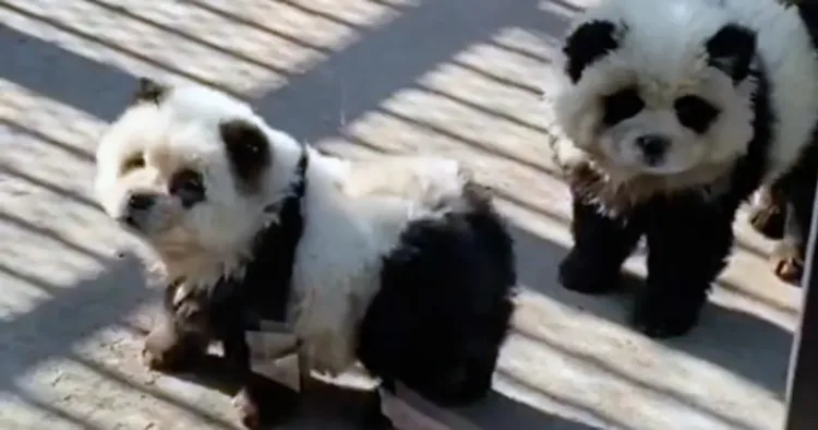 People outraged as “panda” exhibit at Chinese zoo actually dogs dyed black and white