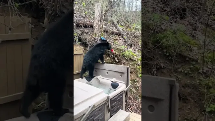 Bear Steals Gatorade from Porch – video