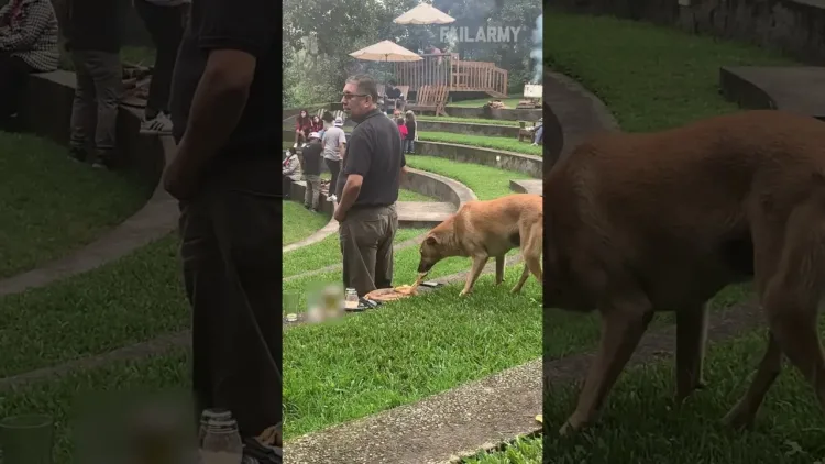 Dog Grabs Pizza While Person Watches Concert – video