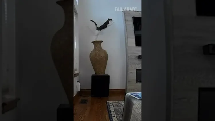 Cat Breaks Vase – video