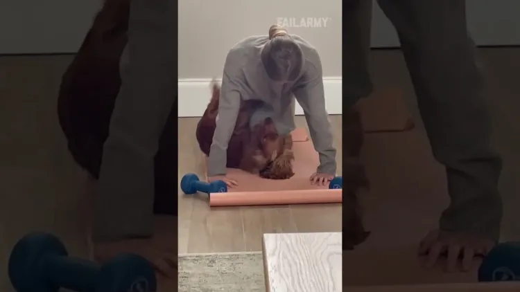 doggo just wants to get some reps in 🐶 – video