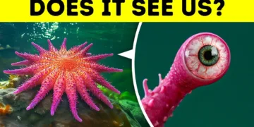 100 Animal Facts I Found in the Dark Corners of the Internet – video