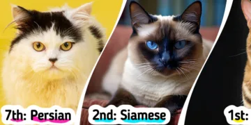 Eight Challenging Cat Breeds for Novice Feline Owners