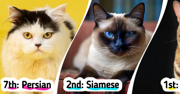 Eight Challenging Cat Breeds for Novice Feline Owners