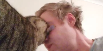 Unraveling the Tender Truth Behind Your Cat’s Headbutt