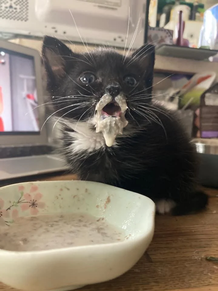 Kitten Looking at Milk Bottle