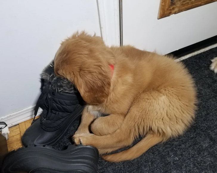 Dog Sleeping in Boot