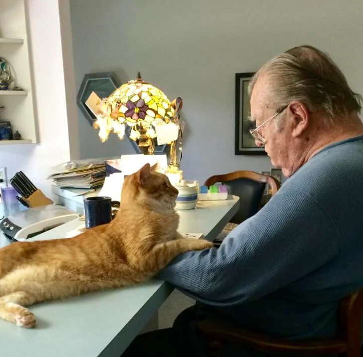 Rescue Cat Comforting Man