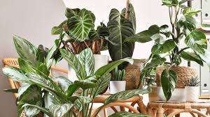 3 things that kill plants in your home – the 2nd can be…