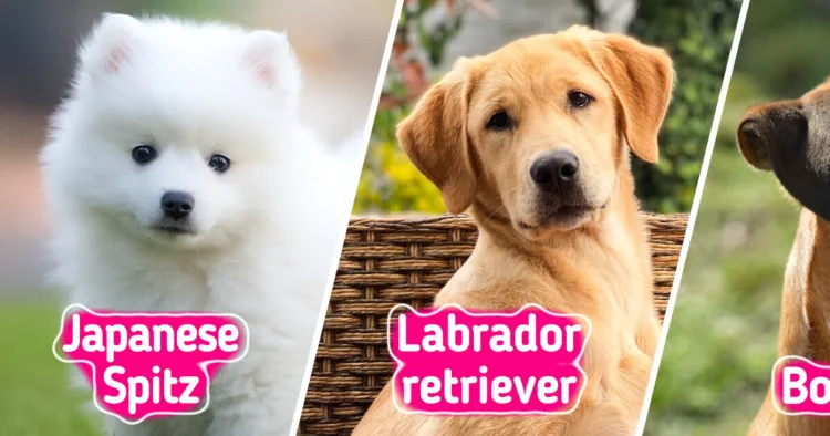 The Top 8 Family-Friendly Dog Breeds You Should Consider