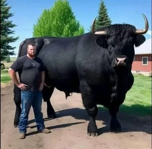 Joke: I recently spent $6,500 on this registered Black Angus bull. -…