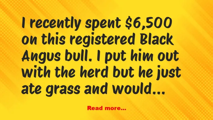 Joke: I recently spent $6,500 on this registered Black Angus bull. -…