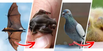 Unveiling The Hidden Cuteness: 14 Baby Animals You Possibly Haven’t Witnessed