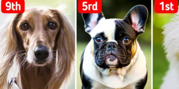 Top 10 Easy-Care Dog Breeds Perfectly Suited for Seniors