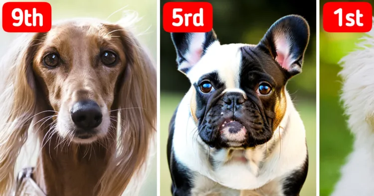 Top 10 Easy-Care Dog Breeds Perfectly Suited for Seniors