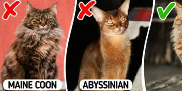 9 Hypoallergenic Cat Breeds That Could be Your Perfect Pet