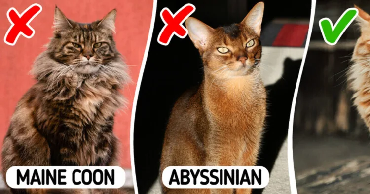 9 Hypoallergenic Cat Breeds That Could be Your Perfect Pet