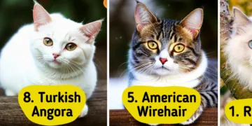 Ten Cat Breeds That Make Exceptional Companions for Senior Citizens