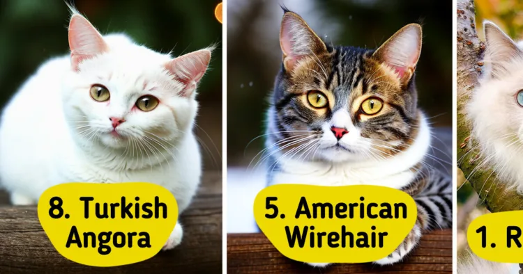 Ten Cat Breeds That Make Exceptional Companions for Senior Citizens