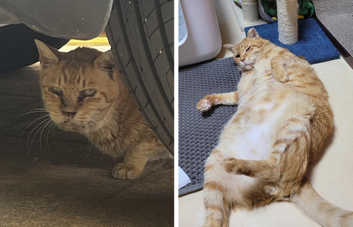 stray cat transformation after one year